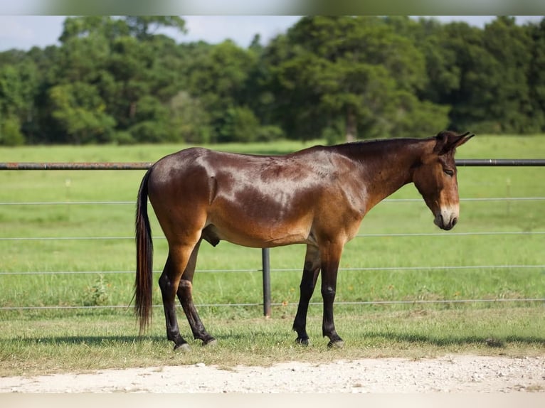 Mulo Caballo castrado 8 años 130 cm Castaño rojizo in Huntsville, TX