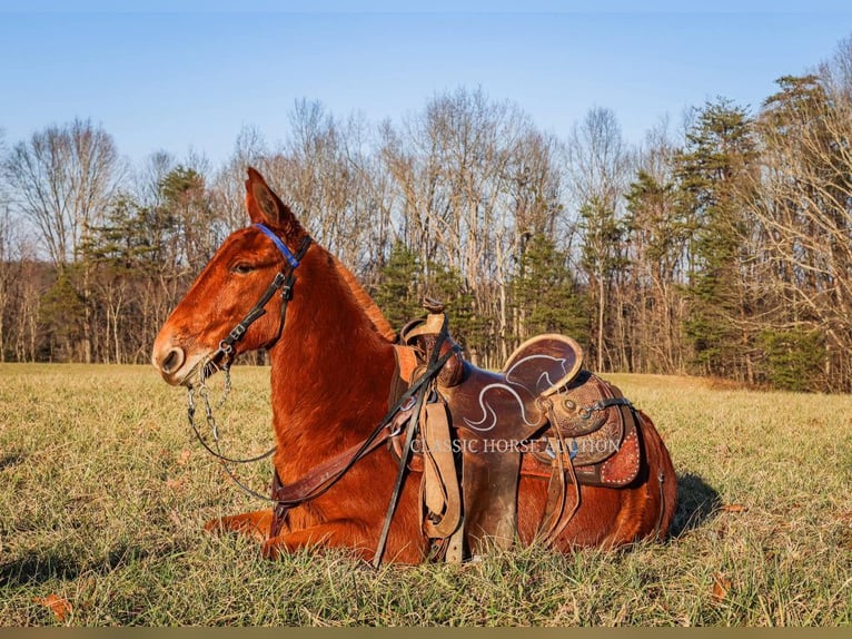 Mulo Caballo castrado 8 años 132 cm Alazán rojizo in Whitley City, KY