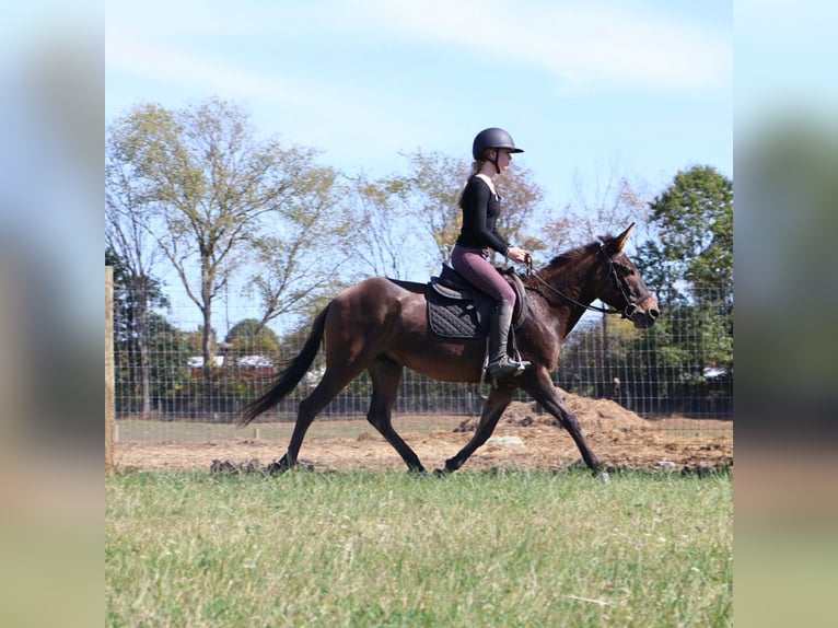 Mulo Caballo castrado 8 años 140 cm Castaño rojizo in Howell