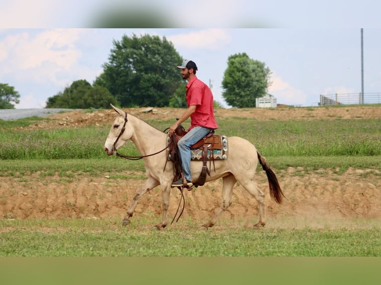 Mulo Caballo castrado 8 años 147 cm Champán in Brooksville, Ky