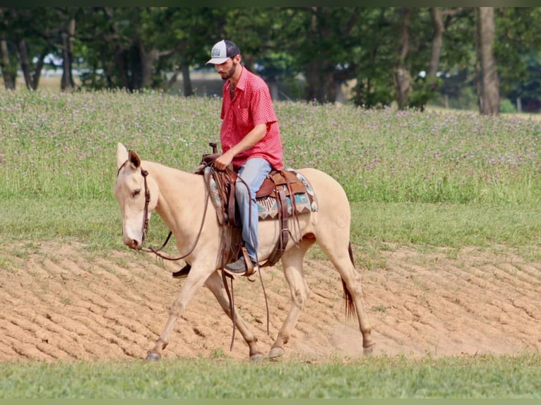 Mulo Caballo castrado 8 años 147 cm Champán in Brooksville, Ky