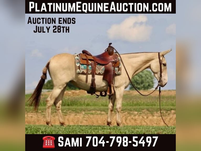 Mulo Caballo castrado 8 años 147 cm Champán in Brooksville, Ky