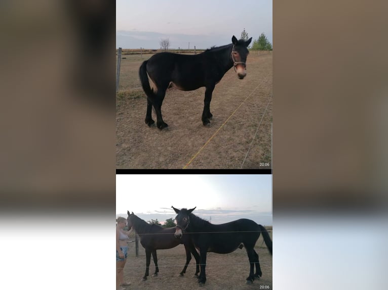 Mulo Caballo castrado 8 años 148 cm in Beled