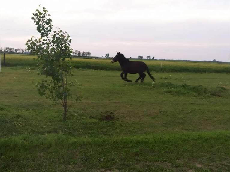 Mulo Caballo castrado 8 años 148 cm in Beled