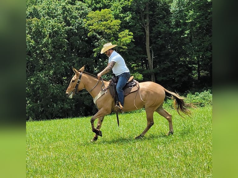 Mulo Caballo castrado 8 años 155 cm in Vaughan, MS