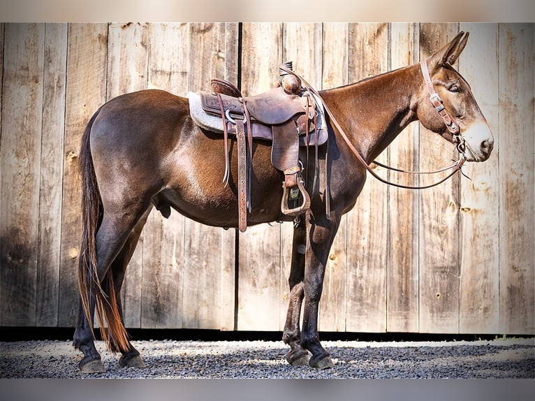 Mulo Caballo castrado 8 años 163 cm Castaño rojizo in Everett PA