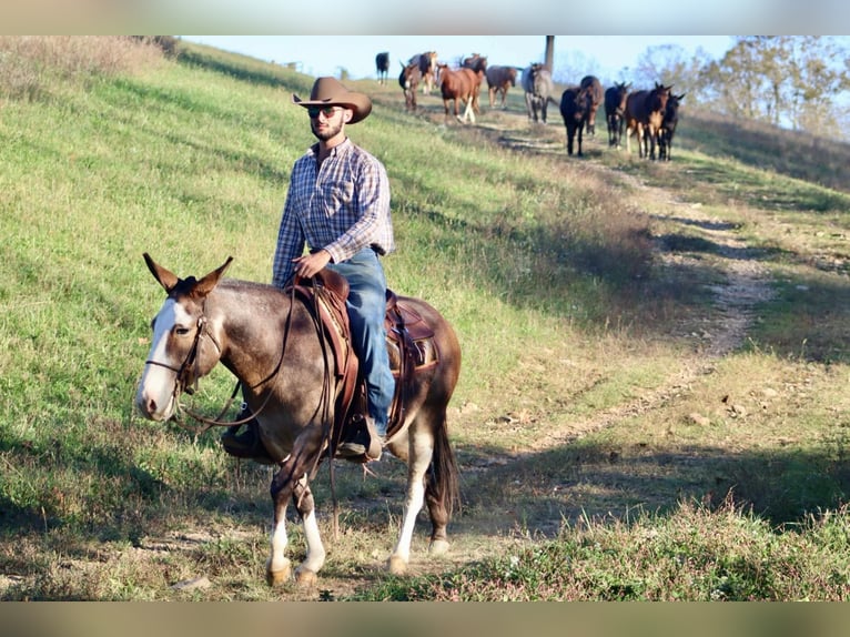 Mulo Caballo castrado 8 años Buckskin/Bayo in Brooksville KY