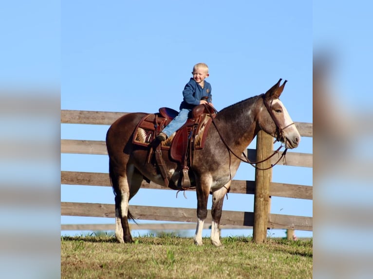 Mulo Caballo castrado 8 años Buckskin/Bayo in Brooksville KY