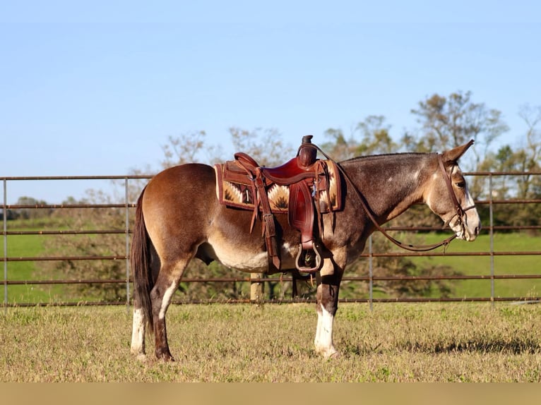 Mulo Caballo castrado 8 años Buckskin/Bayo in Brooksville KY