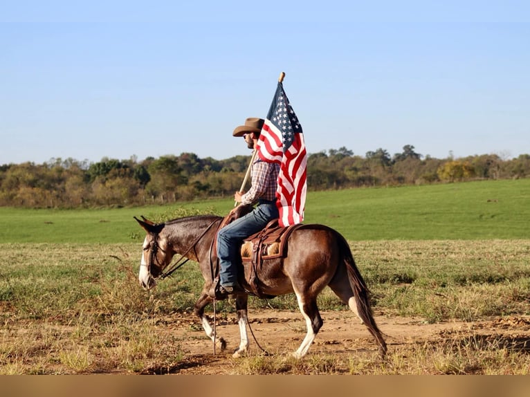 Mulo Caballo castrado 8 años Buckskin/Bayo in Brooksville KY