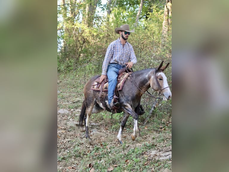 Mulo Caballo castrado 8 años Buckskin/Bayo in Brooksville KY