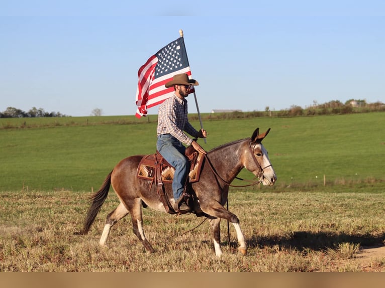 Mulo Caballo castrado 8 años Buckskin/Bayo in Brooksville KY