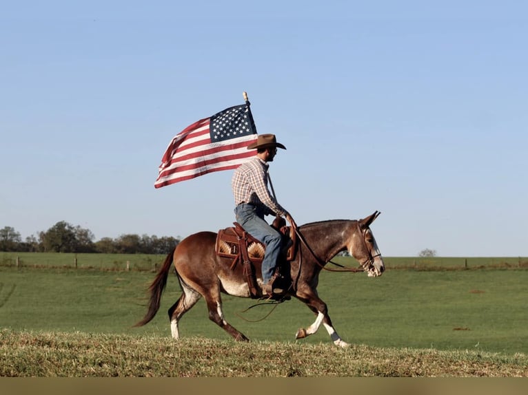 Mulo Caballo castrado 8 años Buckskin/Bayo in Brooksville KY