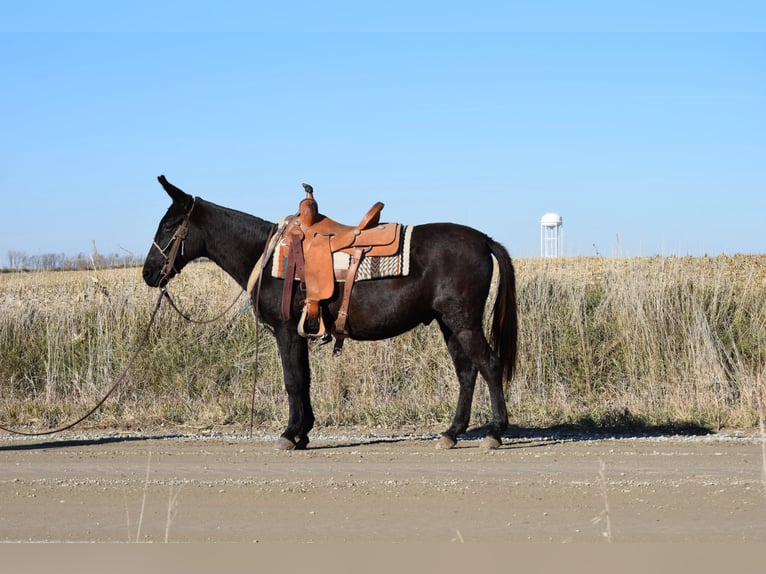 Mulo Caballo castrado 9 años 132 cm Negro in Van Horne