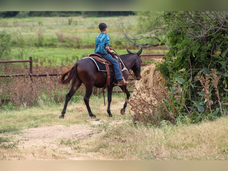 Mulo Caballo castrado 9 años 137 cm Negro in Stephenville TX