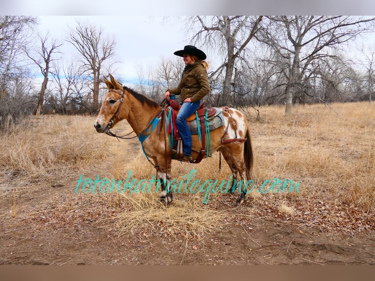 Mulo Caballo castrado 9 años 145 cm in Laporte, CO