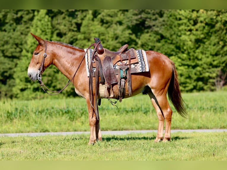 Mulo Caballo castrado 9 años 150 cm Alazán rojizo in Mount Vernon