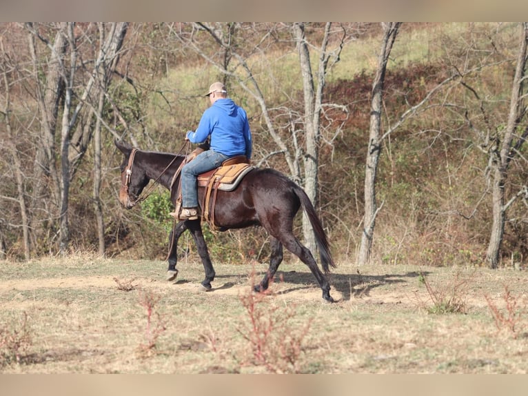 Mulo Caballo castrado 9 años 155 cm Castaño rojizo in Brooksville KY