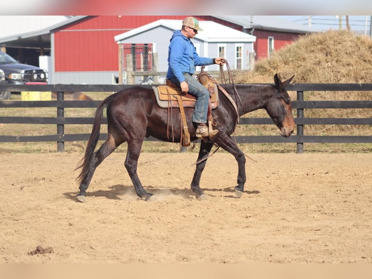 Mulo Caballo castrado 9 años 155 cm Castaño rojizo in Brooksville KY