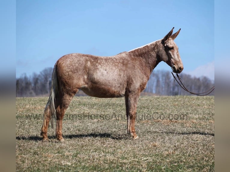 Mulo Caballo castrado 9 años 155 cm Palomino in Mount Vernon