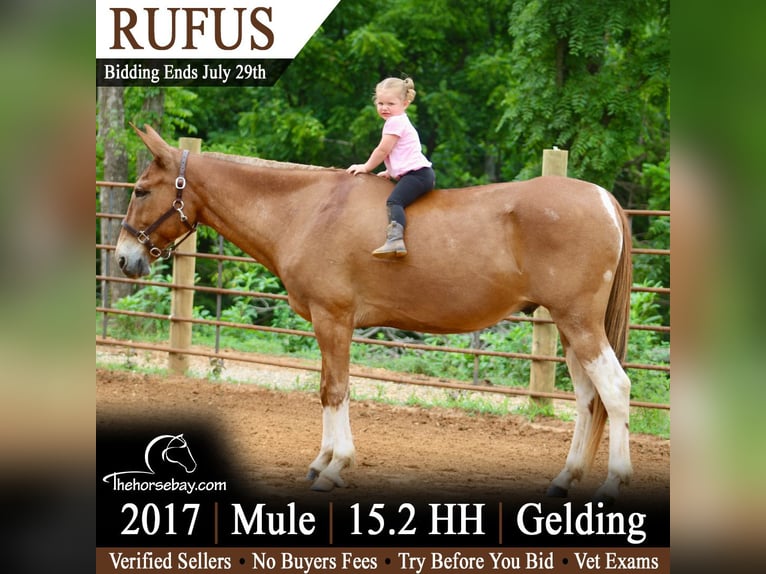 Mulo Caballo castrado 9 años 157 cm Alazán rojizo in Tompkinsville, KY