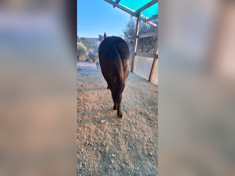 Mulo Castrone 10 Anni 143 cm Morello in Colli al Metauro