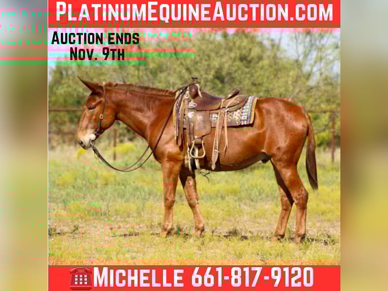 Mulo Castrone 10 Anni 155 cm Sauro ciliegia in Stephenville TX