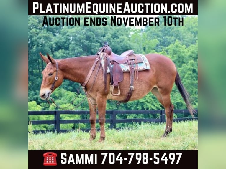 Mulo Castrone 10 Anni 163 cm Sauro scuro in Brooksville KY
