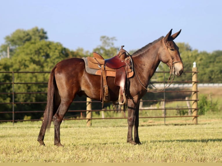 Mulo Castrone 11 Anni 152 cm Baio ciliegia in destin FL