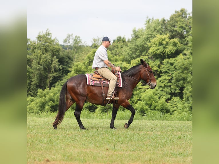 Mulo Castrone 11 Anni 157 cm Baio ciliegia in Whitley City KY