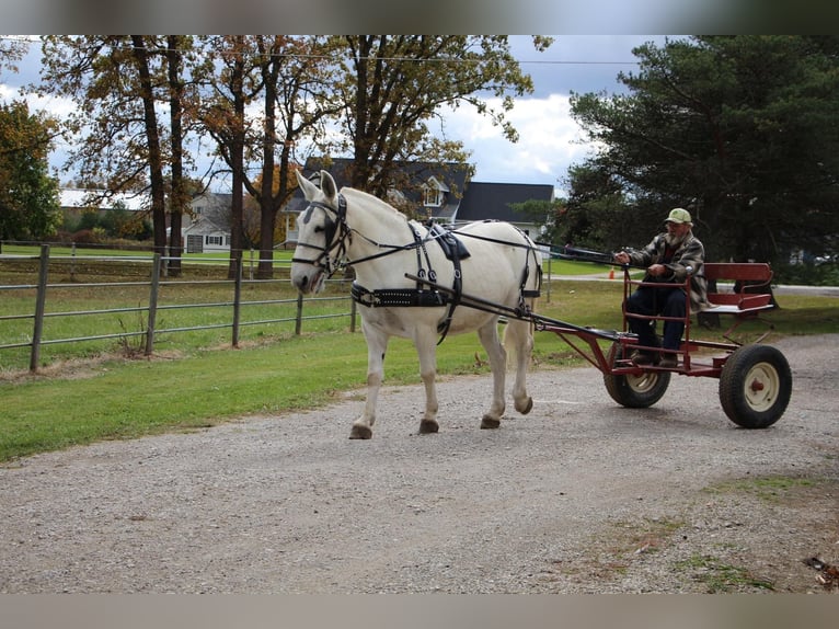 Mulo Castrone 11 Anni 170 cm Bianco in Highland MI