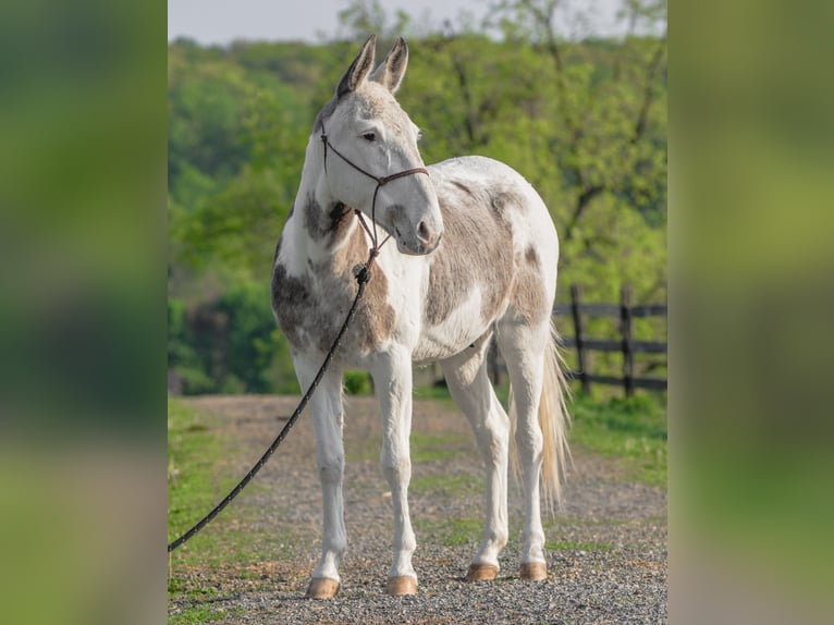 Mulo Castrone 12 Anni 137 cm in Honey Brook, PA