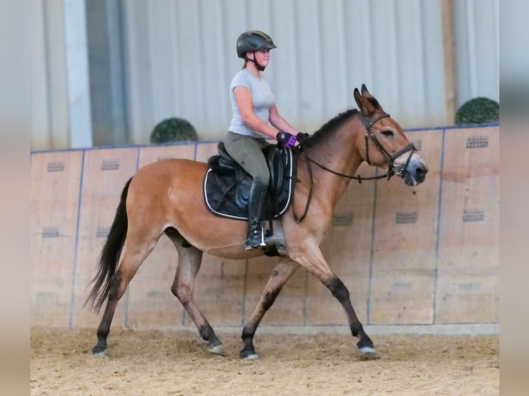 Mulo Castrone 12 Anni 145 cm Baio in Neustadt Wied