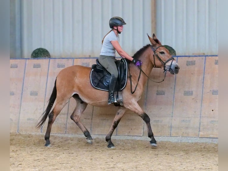 Mulo Castrone 12 Anni 145 cm Baio in Neustadt Wied
