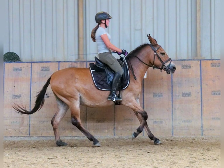 Mulo Castrone 12 Anni 145 cm Baio in Neustadt Wied