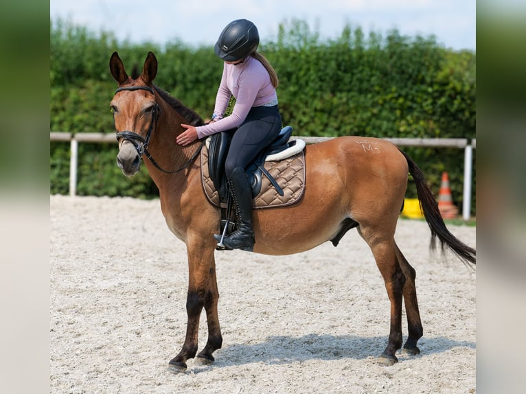 Mulo Castrone 12 Anni 145 cm Baio in Neustadt Wied