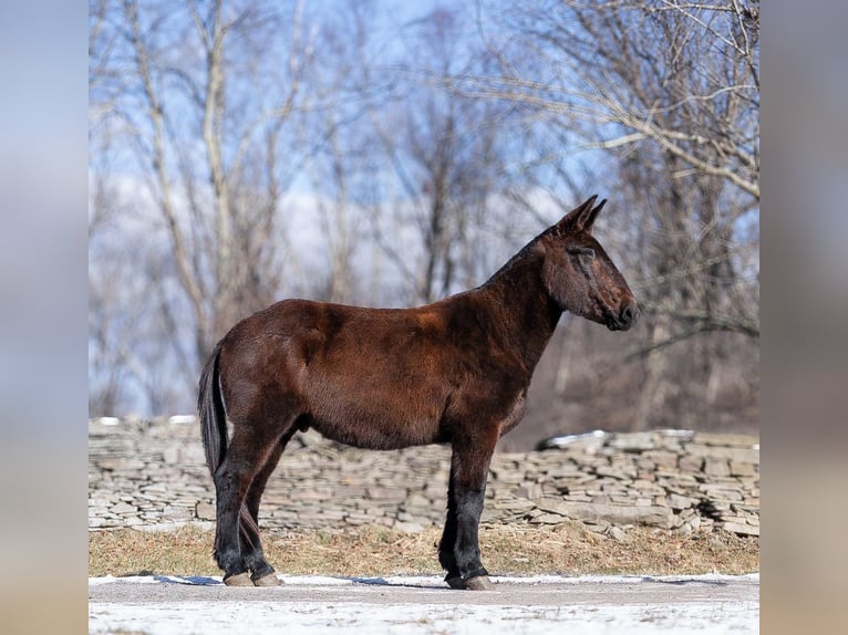 Mulo Castrone 12 Anni 160 cm Morello in EVERETT, PA