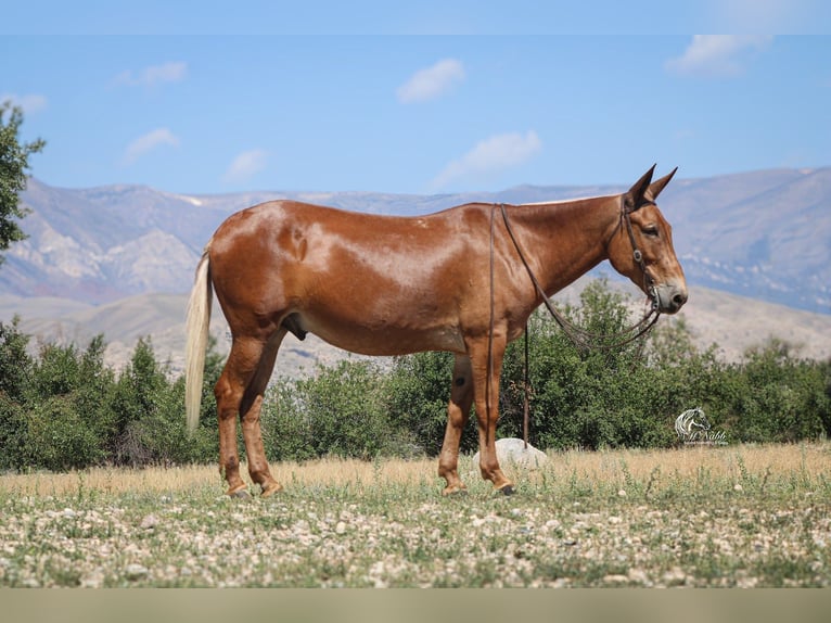 Mulo Castrone 12 Anni Palomino in Cody