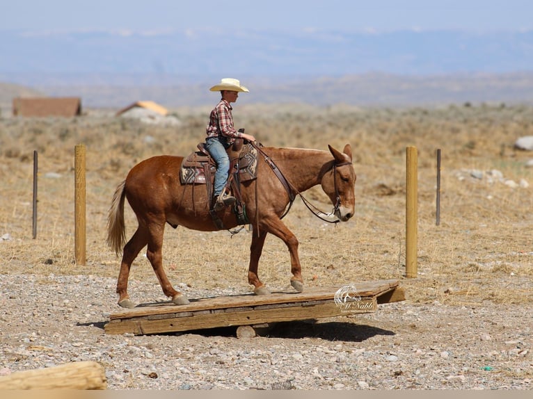 Mulo Castrone 12 Anni Palomino in Cody