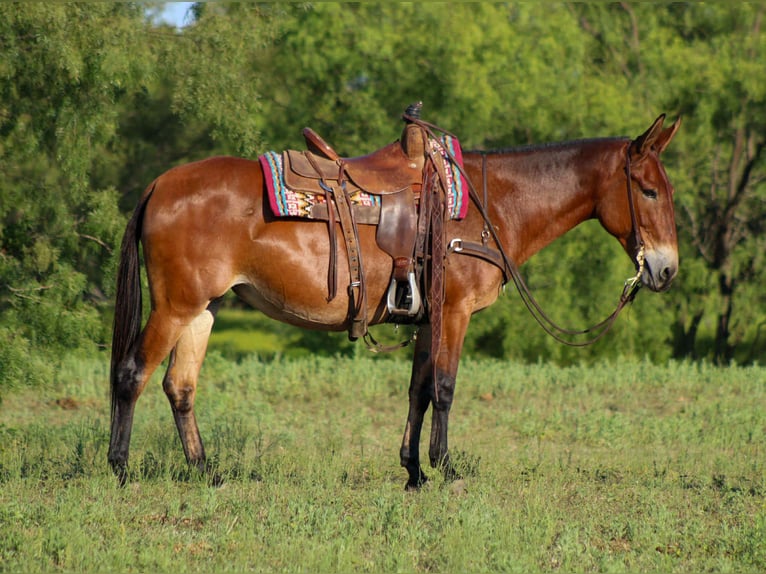 Mulo Castrone 13 Anni 147 cm Baio ciliegia in Stephenville TX
