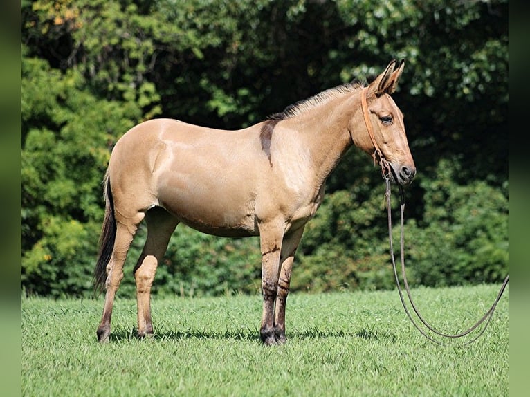 Mulo Castrone 13 Anni 155 cm Pelle di daino in Level Green Ky