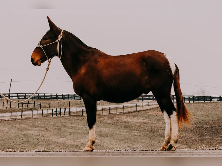 Mulo Castrone 13 Anni 155 cm Tobiano-tutti i colori in Hillsboro KY