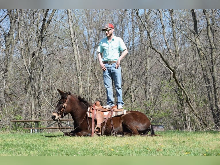 Mulo Castrone 13 Anni Baio ciliegia in Van HOrne IA