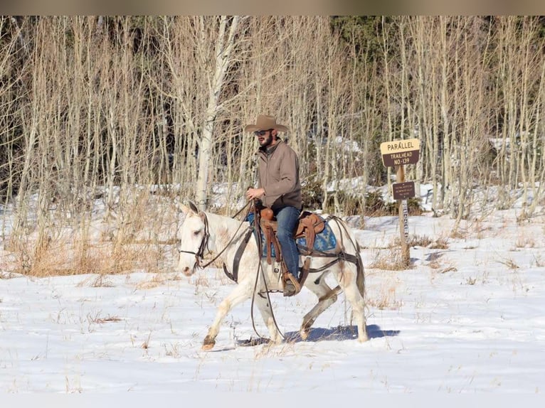 Mulo Castrone 13 Anni Tobiano-tutti i colori in Brooksville Ky