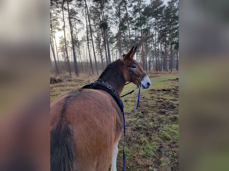 Mulo Castrone 14 Anni 142 cm Baio chiaro in Salzwedel