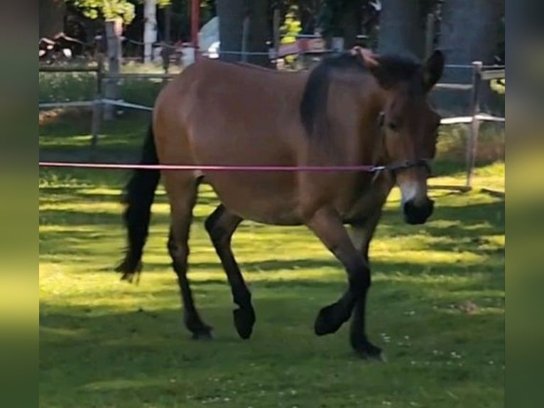 Mulo Castrone 14 Anni 160 cm Pelle di daino in Stinstedt