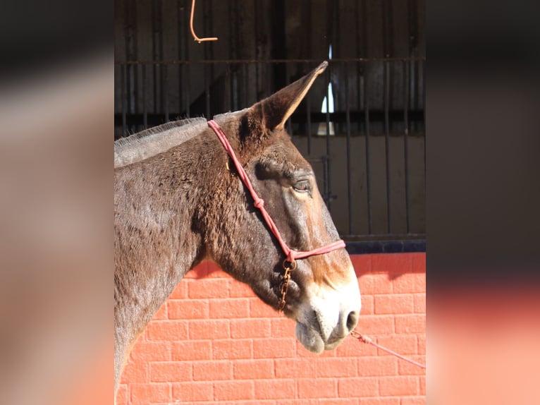 Mulo Castrone 14 Anni 170 cm Baio in Vejer de la Frontera