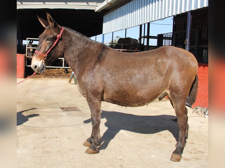 Mulo Castrone 14 Anni 170 cm Baio in Vejer de la Frontera