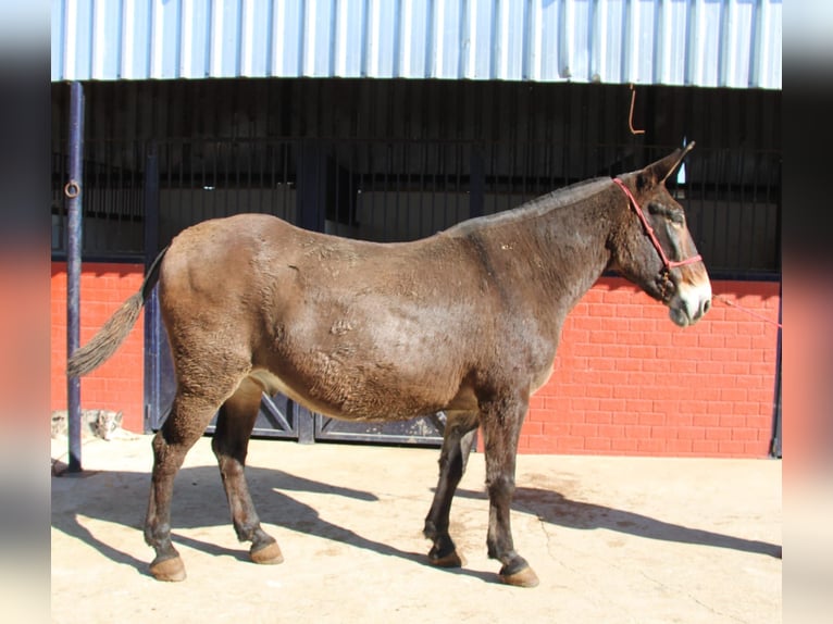 Mulo Castrone 14 Anni 170 cm Baio in Vejer de la Frontera