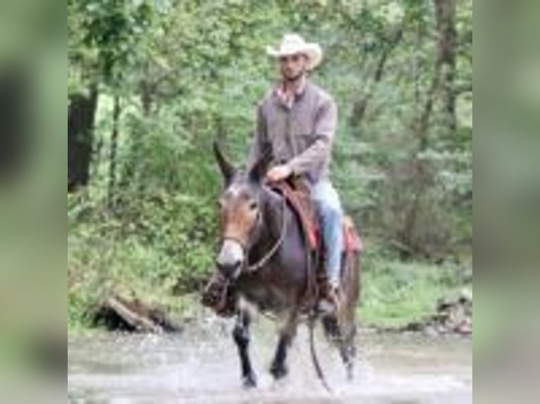 Mulo Castrone 15 Anni 155 cm Morello in Brooksville Ky